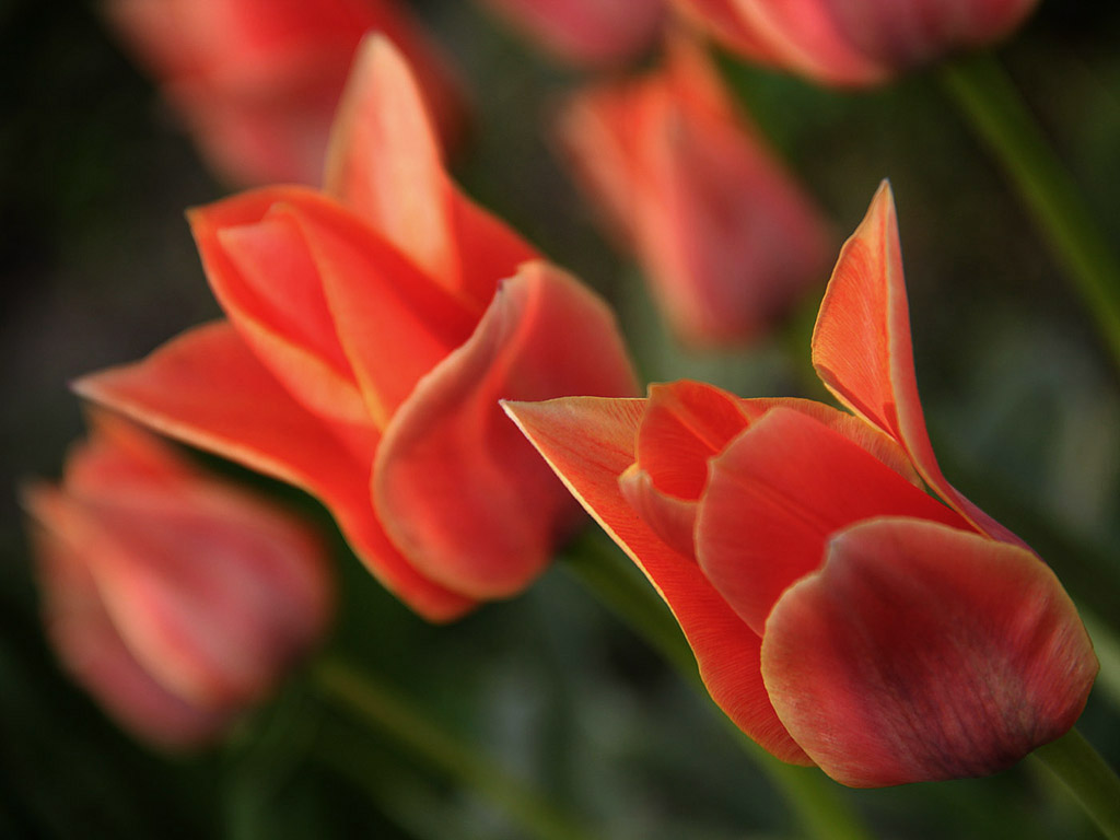 Frühling: Tulpe