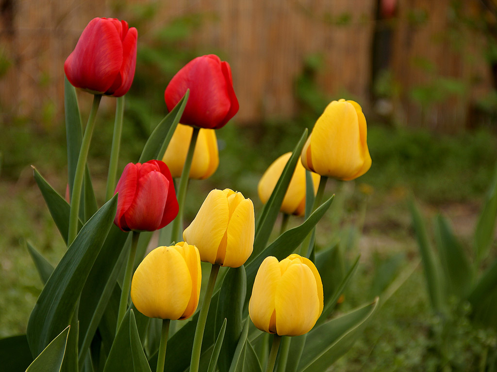 Frühling: Tulpe