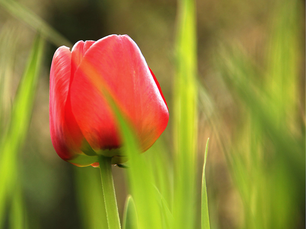 Frühling: Tulpe