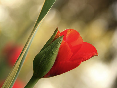 Frühling - blühende Tulpe