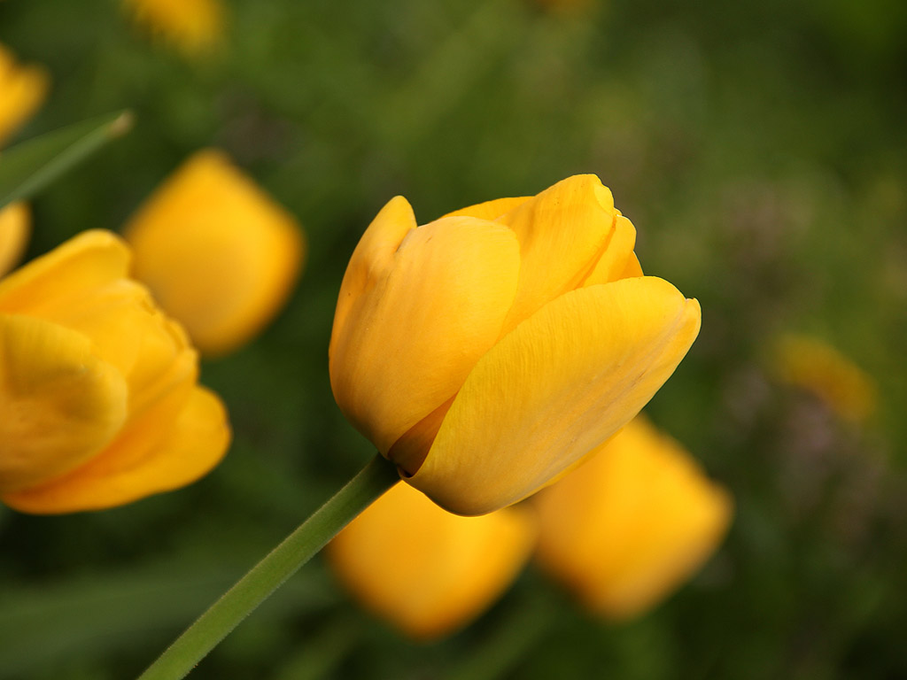 Frühling: Tulpe