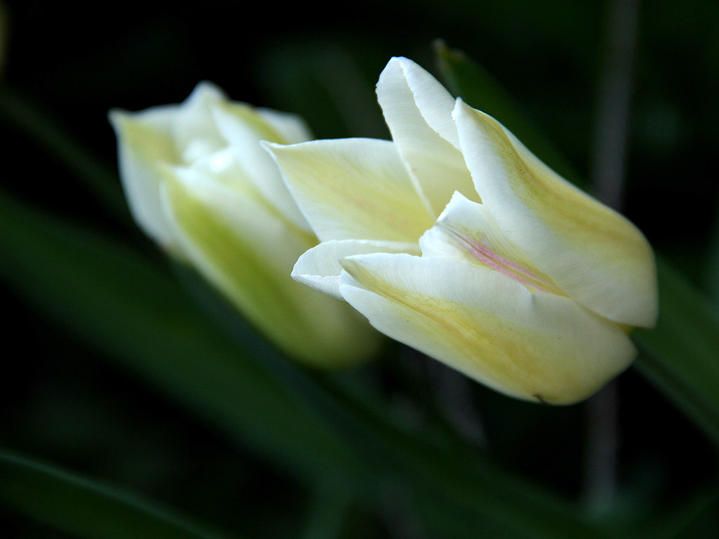 Frühling: Tulpe