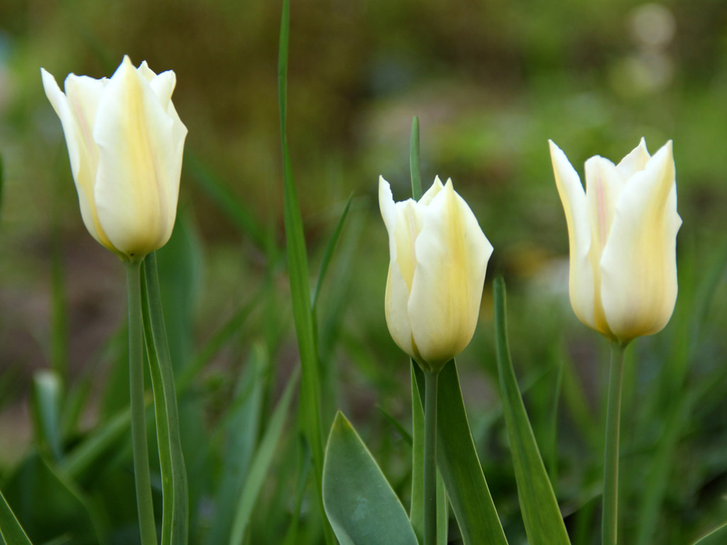 Frühling: Tulpe