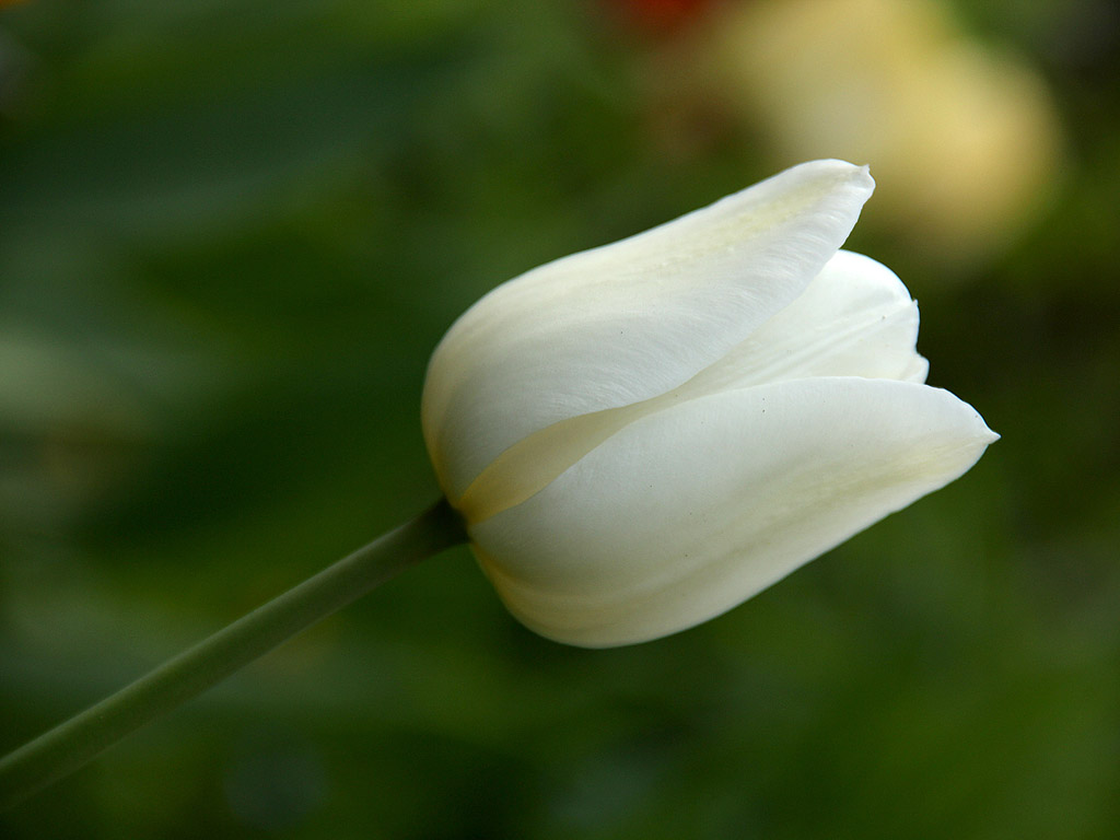 Frühling: Tulpe