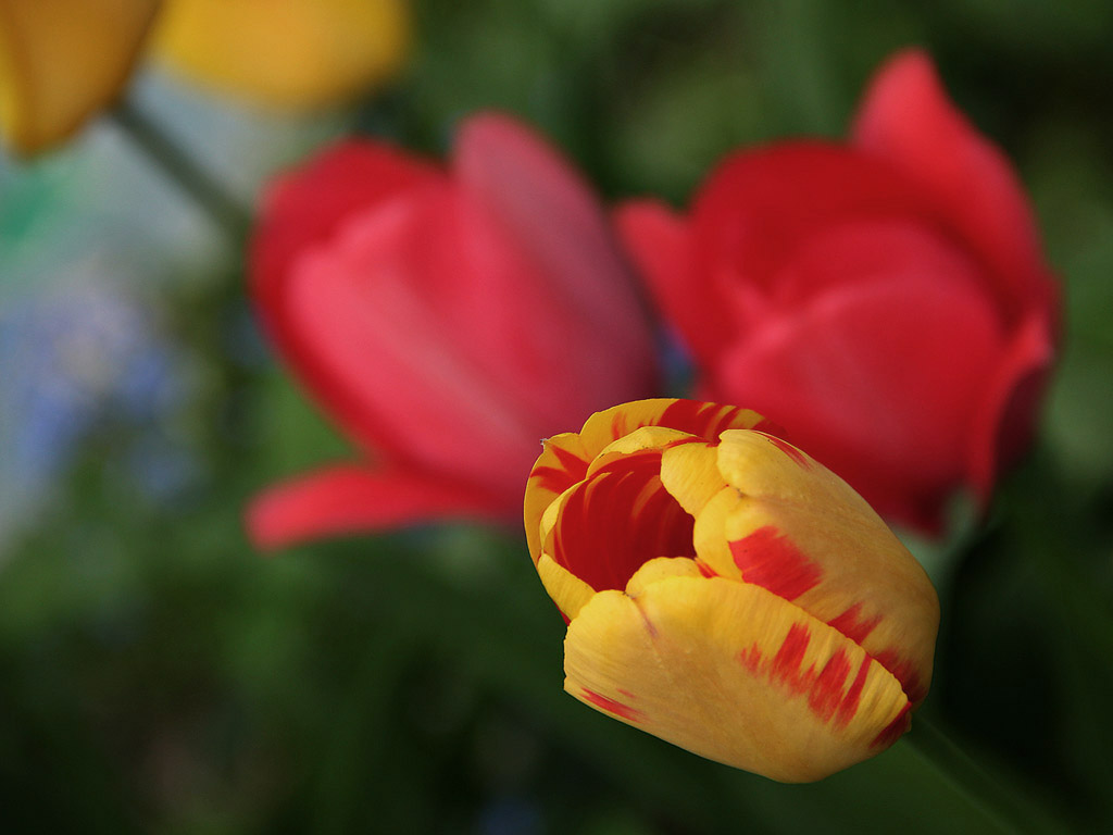 Frühling: Tulpe