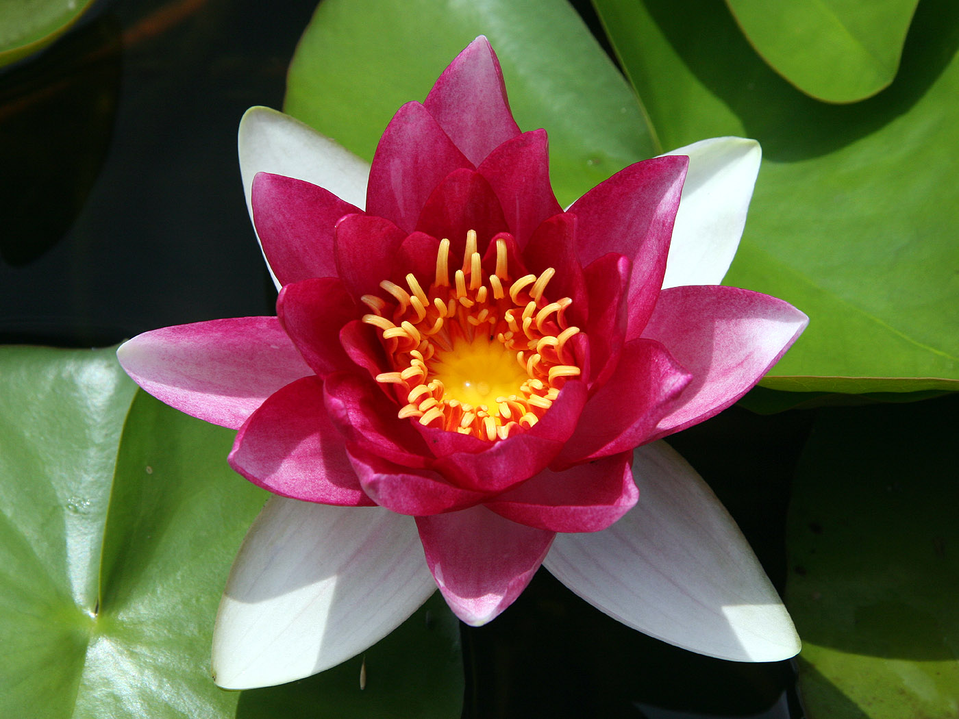 Lotusblume - Exotische Blume Hintergrundbild - Blume #033