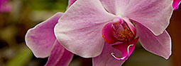 Orchidee