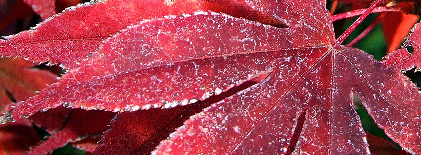 Schöne Herbstbilder kostenlos - download ohne Registrierung