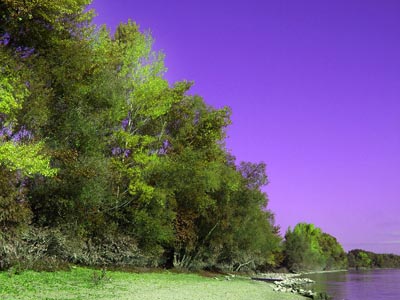 Surrealistische Farben - Lila Himmel und Wasser + Bäume