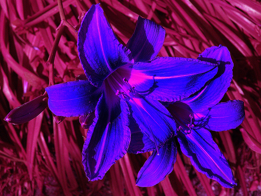 Surrealistische Farben - blaue Lilie