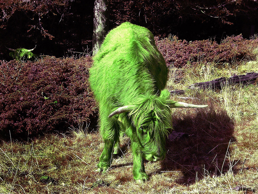 Surrealistische Farben - grünes Hochlandrind