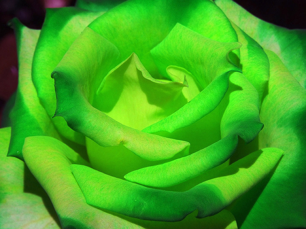 Surrealistische Farben - grüne Rose