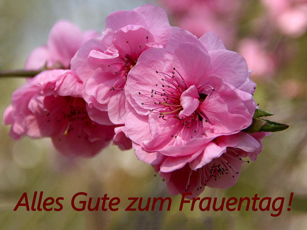 Alles Gute zum Frauentag!