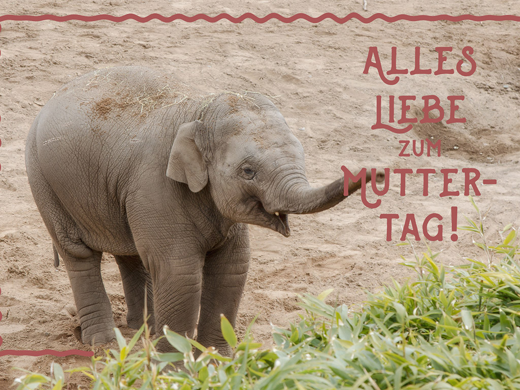 Alles Liebe zum Muttertag