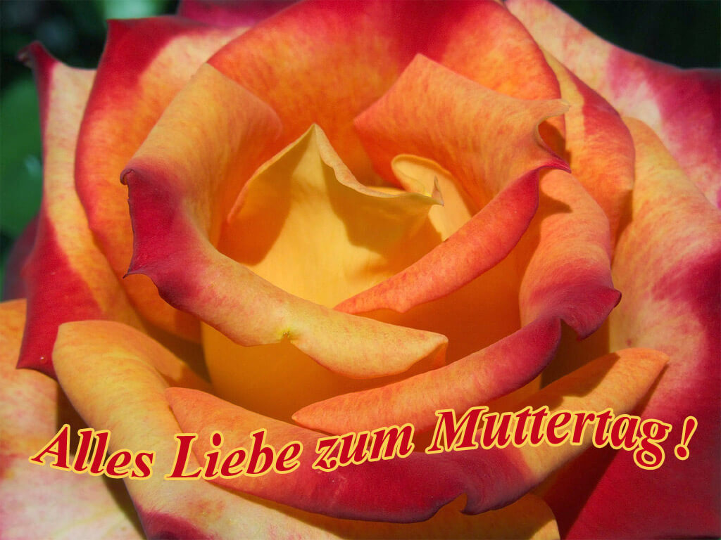 Muttertag - Rose - Kostenloses Hintergrundbild