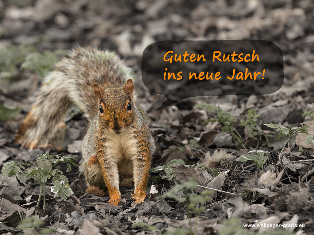 Tier wünscht guten Rutsch... 004