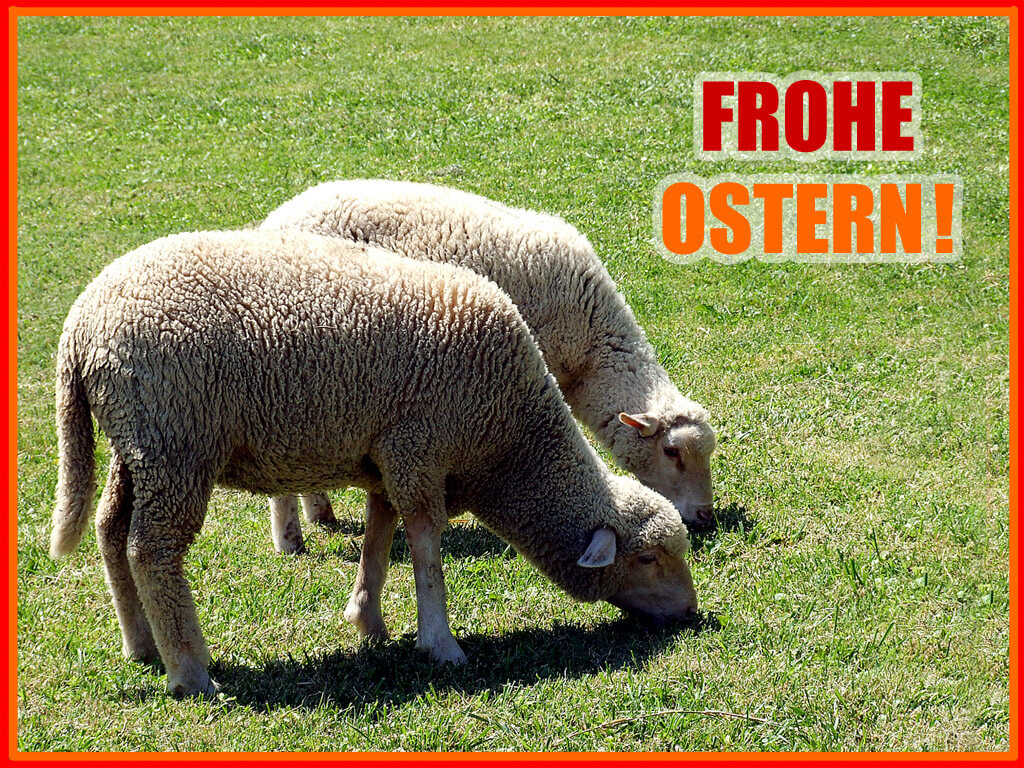 Frohe Ostern - Zwei Schafe