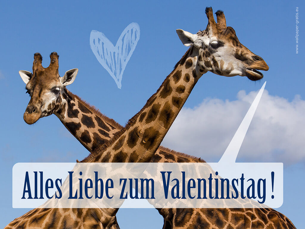 Tier wünscht alles Liebe zum Valentinstag #002