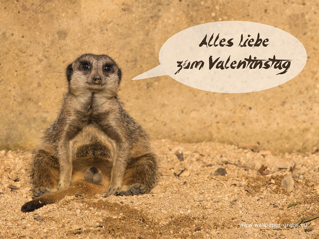 Tier wünscht alles Liebe zum Valentinstag #004