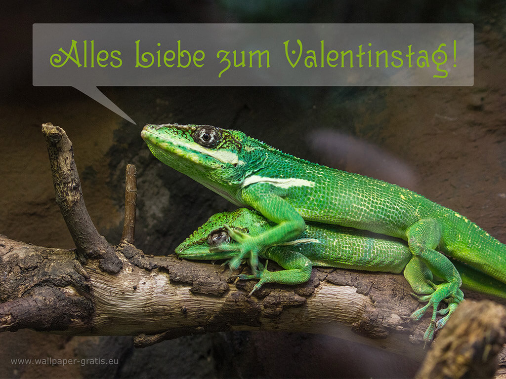 Tier wünscht alles Liebe zum Valentinstag #005