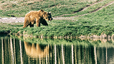 Braunbär beim Wasser