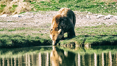 Braunbär beim Wasser