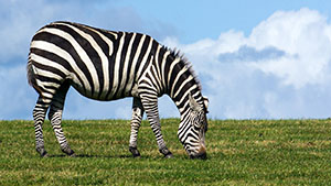 Zebra