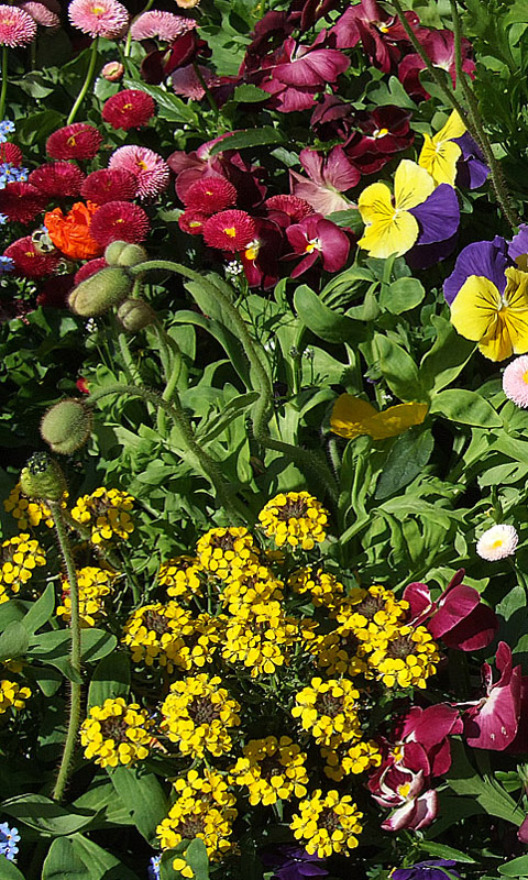 Bunte Frühlingsblumen Handy Hintergrundbild