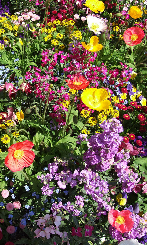 Bunte Frühlingsblumen Handy Hintergrundbild