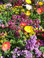 Bunte Blumen.003