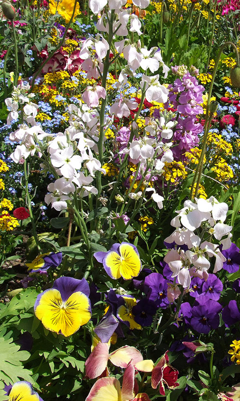 Bunte Frühlingsblumen Handy Hintergrundbild