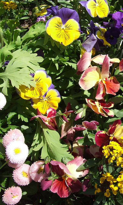 Bunte Frühlingsblumen Handy Hintergrundbild