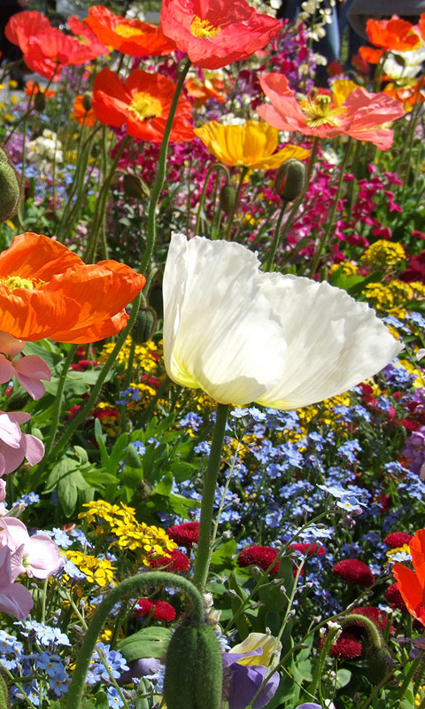 Bunte Frühlingsblumen Handy Hintergrundbild