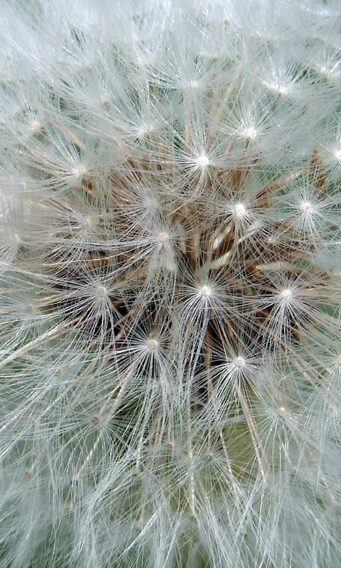 Handy Hintergrundbild: Löwenzahn