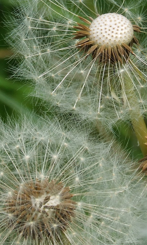 Handy Hintergrundbild: Löwenzahn