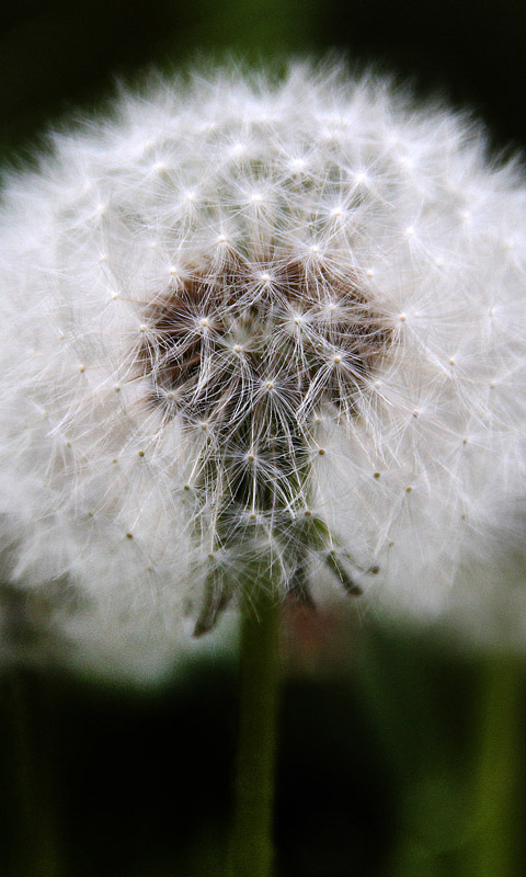 Handy Hintergrundbild: Löwenzahn