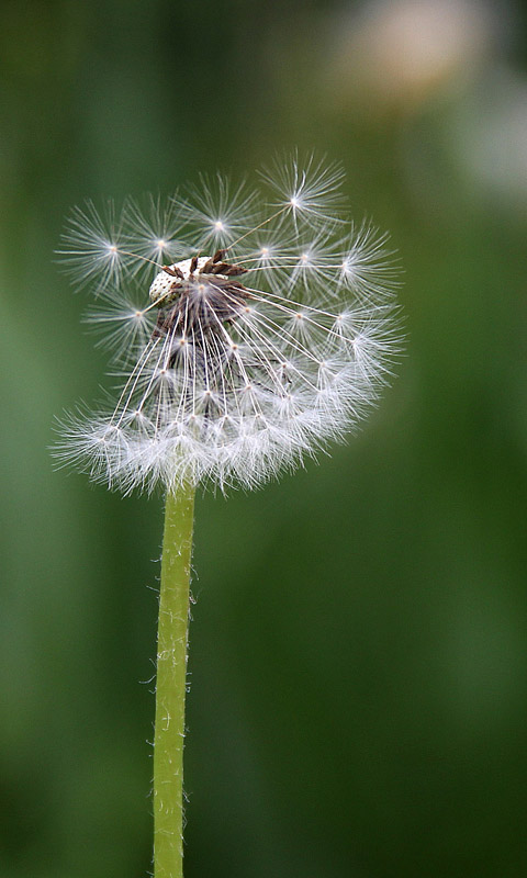 Handy Hintergrundbild: Löwenzahn