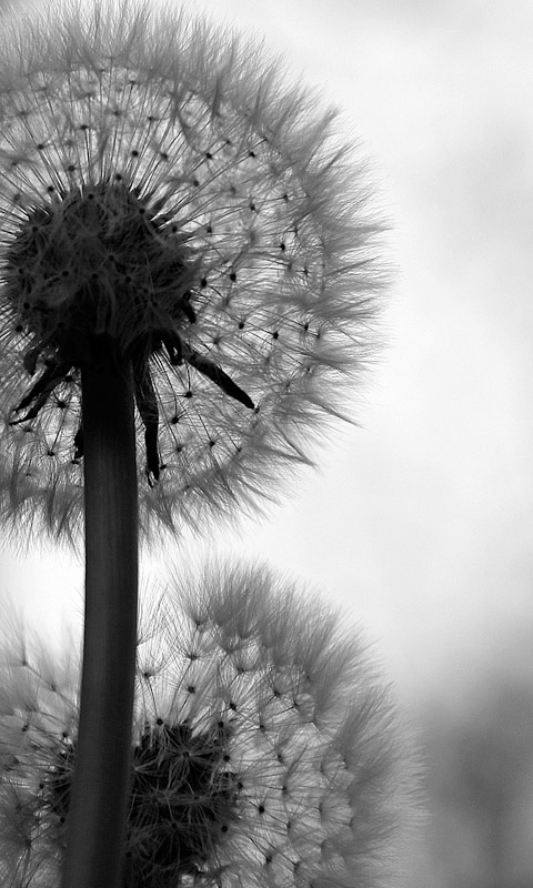 Handy Hintergrundbild: Löwenzahn