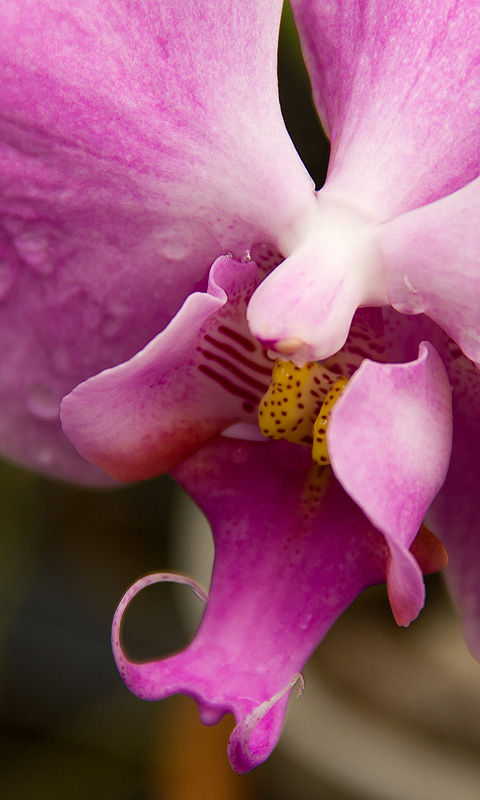 Orchidee.001