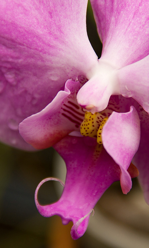 Handy Hintergrundbild: Orchidee