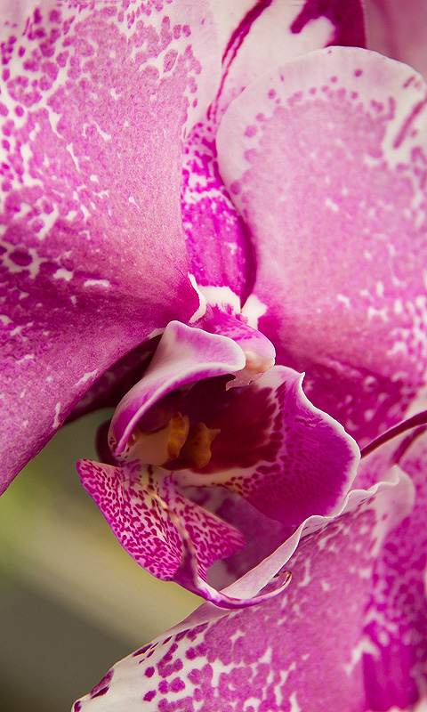 Handy Hintergrundbild: Orchidee