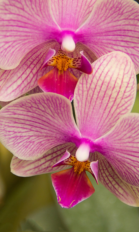 Handy Hintergrundbild: Orchidee