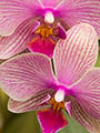 Orchidee