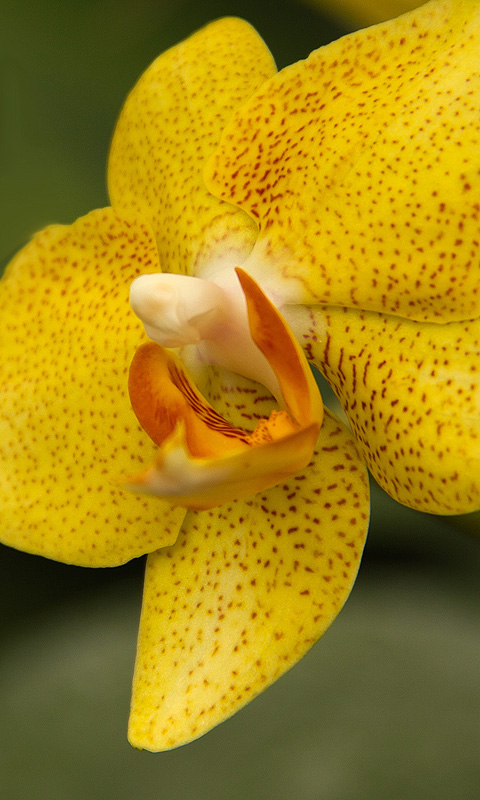 Orchidee.004