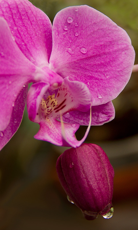 Handy Hintergrundbild: Orchidee