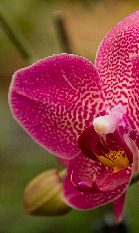 Handy Hintergrundbild: Orchidee