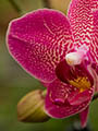 Orchidee