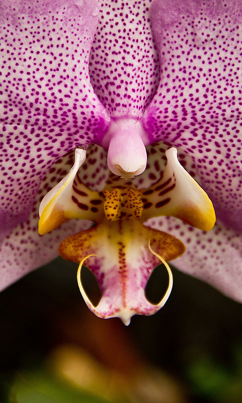 Orchidee.007