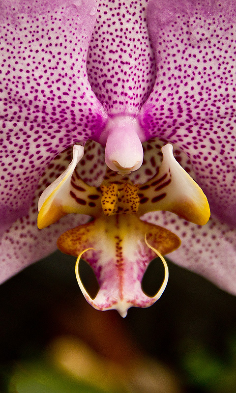 Handy Hintergrundbild: Orchidee