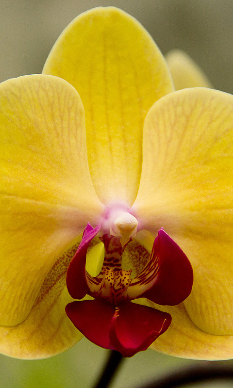 Handy Hintergrundbild: Orchidee